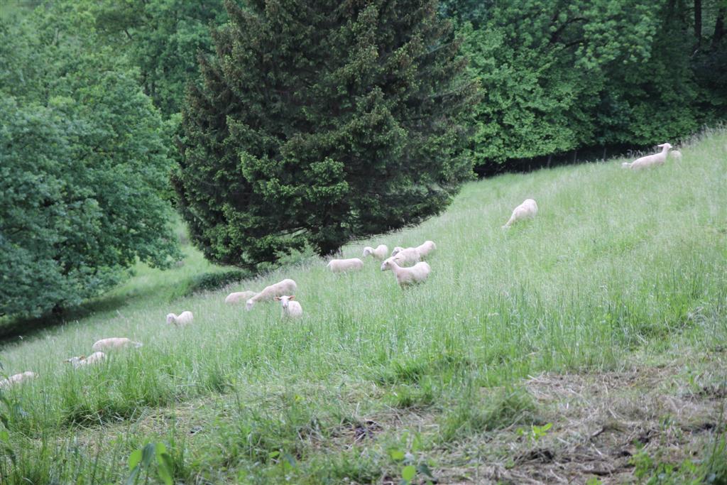 2015-05-30 bis 31 Frhjahrsausfahrt Windischgarsten